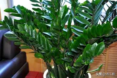 如何养殖摇钱树植物，如何养殖摇钱树金钱榕树？