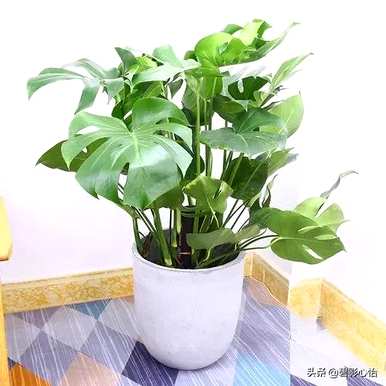 龟背竹叶汁有毒吗？龟背竹有毒吗？适合家庭护理吗？