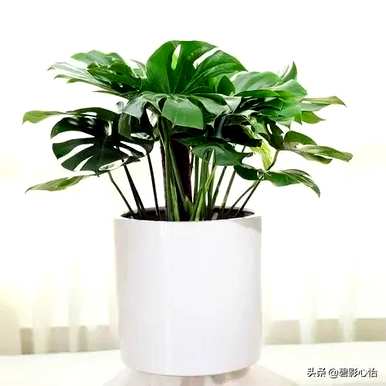 龟背竹叶汁有毒吗？龟背竹有毒吗？适合家庭护理吗？
