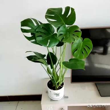龟背竹叶汁有毒吗？龟背竹有毒吗？适合家庭护理吗？