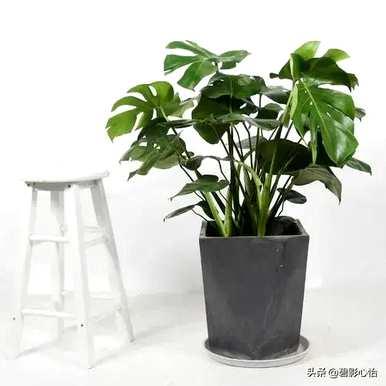 龟背竹叶汁有毒吗？龟背竹有毒吗？适合家庭护理吗？