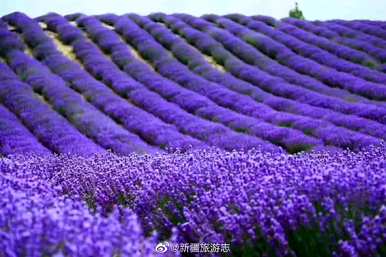 薰衣草四月开花吗？