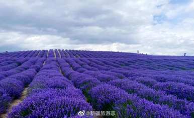薰衣草四月开花吗？