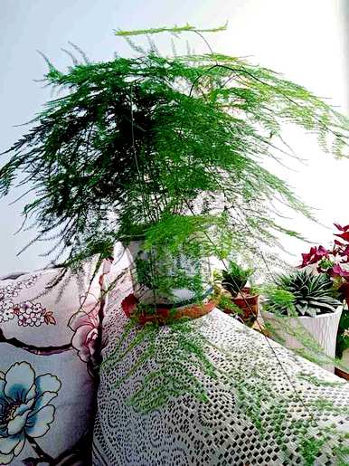 什么花种子生长最快，花种子发芽后幼苗生长如何快？