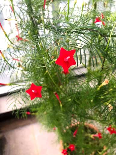 什么花种子生长最快，花种子发芽后幼苗生长如何快？
