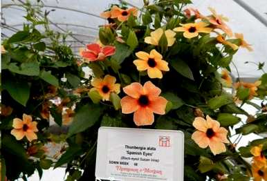 藤本植物有哪些分类，适合院墙的藤本植物有哪些？