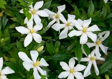 栀子花四季哪个品种最香？栀子花有四季开的品种吗？