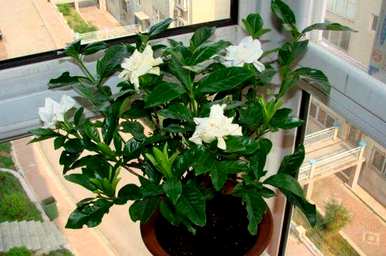 栀子花四季哪个品种最香？栀子花有四季开的品种吗？