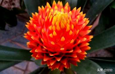 菠萝叶黄怎么了？星花菠萝叶黄的原因是什么？