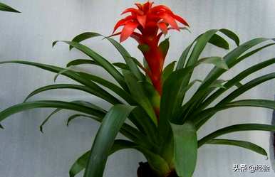菠萝叶黄怎么了？星花菠萝叶黄的原因是什么？