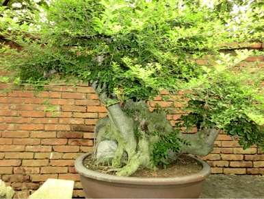 白蜡树桩嫁接方法图，节白蜡嫁接快速成型