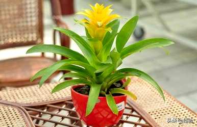 菠萝叶黄怎么了？星花菠萝叶黄的原因是什么？