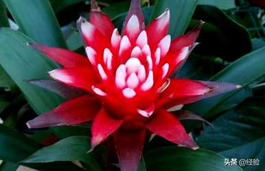 菠萝叶黄怎么了？星花菠萝叶黄的原因是什么？