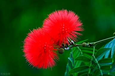 朱流花的花语和寓意，马流花的花语