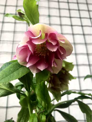 冬天开花什么花好养，冬天开花什么花？