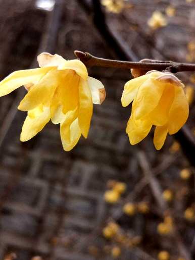冬天开花什么花好养，冬天开花什么花？