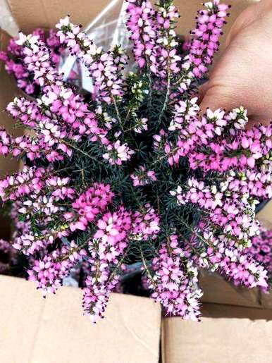 冬天开花什么花好养，冬天开花什么花？