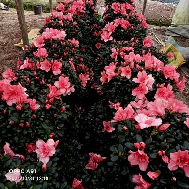 如何让杜鹃花开花，秋冬开花？