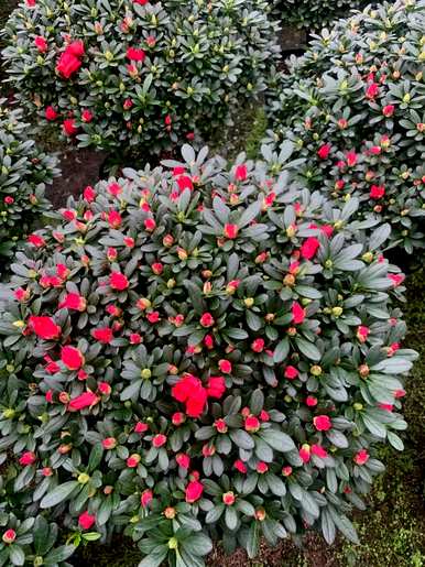 如何让杜鹃花开花，秋冬开花？