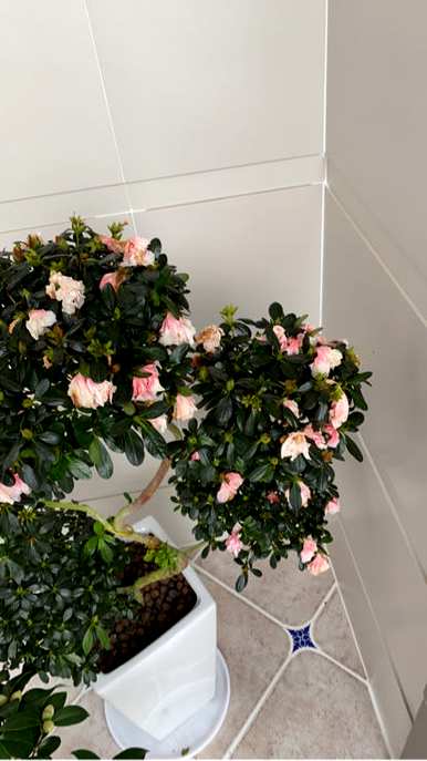 如何让杜鹃花开花，秋冬开花？