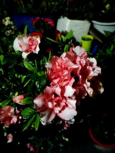 如何让杜鹃花开花，秋冬开花？