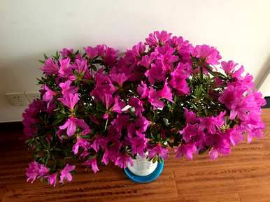 如何让杜鹃花开花，秋冬开花？