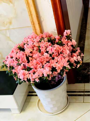如何让杜鹃花开花，秋冬开花？