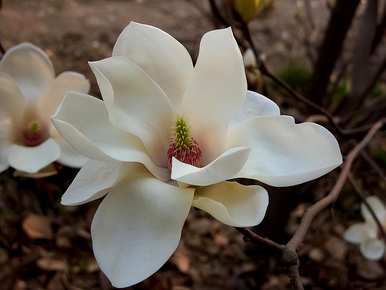 木兰花怎么养才好，木兰花怎么养才好