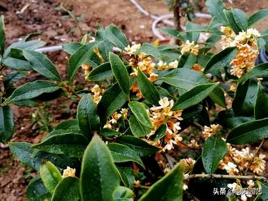 桂花树如何扦插繁殖？