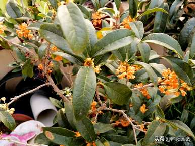 桂花树如何扦插繁殖？