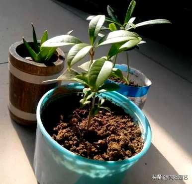 桂花树如何扦插繁殖？