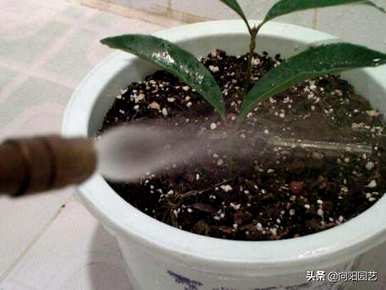 桂花树如何扦插繁殖？