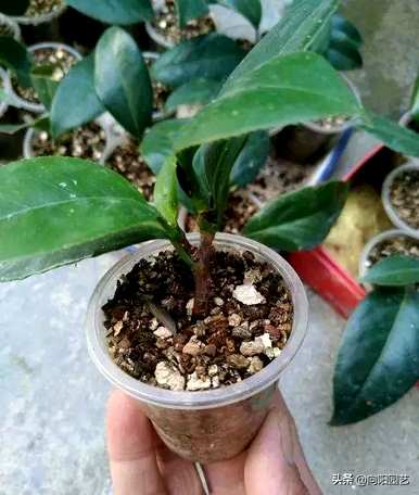 桂花树如何扦插繁殖？