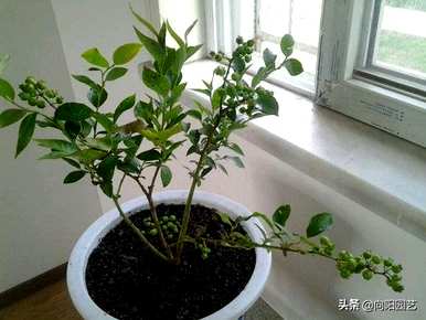 种植蓝莓的条件是什么？