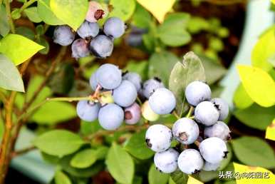 种植蓝莓的条件是什么？