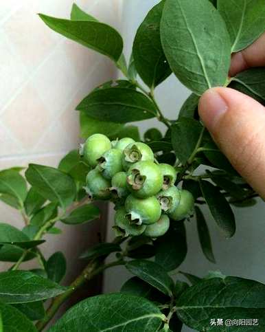 种植蓝莓的条件是什么？