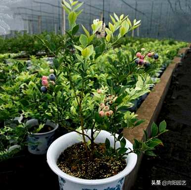 种植蓝莓的条件是什么？