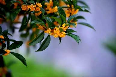 桂花树10月中旬插枝能活吗？桂花树插枝能活吗？