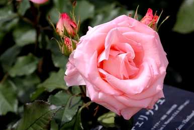 温室里的月季花是什么颜色？月季花在冬天的温室里开花吗？