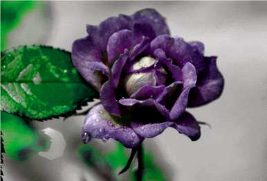温室里的月季花是什么颜色？月季花在冬天的温室里开花吗？
