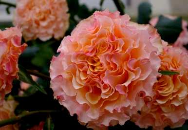 温室里的月季花是什么颜色？月季花在冬天的温室里开花吗？