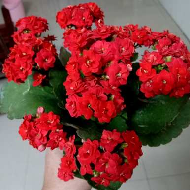 代表十二个月的花有哪些？
