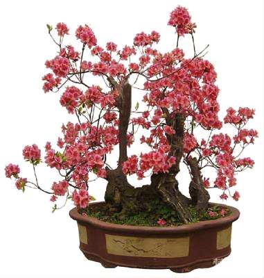 梅花盆景最怕什么？如何栽培梅花盆景？