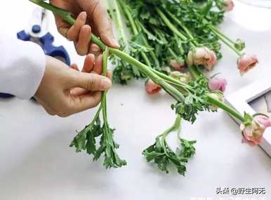 如何唤醒牡丹花，牡丹花需要去除硬纸包装吗？