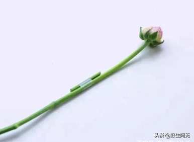如何唤醒牡丹花，牡丹花需要去除硬纸包装吗？