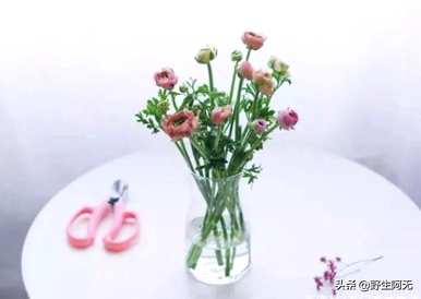 如何唤醒牡丹花，牡丹花需要去除硬纸包装吗？