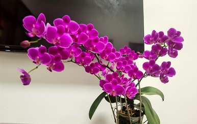 哪个品种的蝴蝶兰开花最漂亮，哪个品种的蝴蝶兰开花勤奋