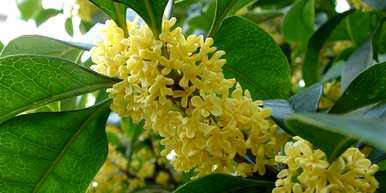 四季桂花有多少种图片？四季桂一年四季都在开花吗？