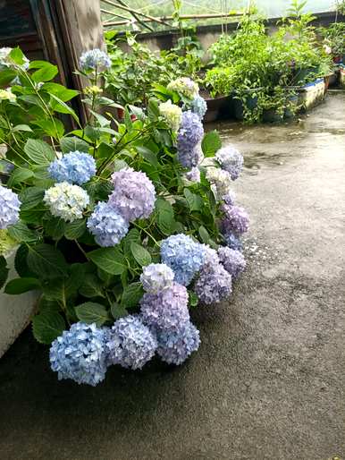 无尽夏季绣球的养护方法是什么，夏季欧洲绣球的养护方法是什么？