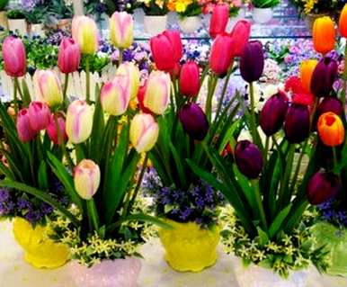 郁金香怎么养，郁金香花瓶怎么养？
